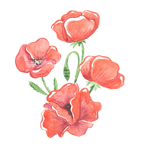 红色罂粟的水彩插图图片下载