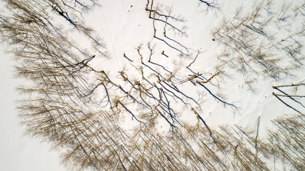 白杨树鸟瞰图上的雪与强烈的阴影图片下载