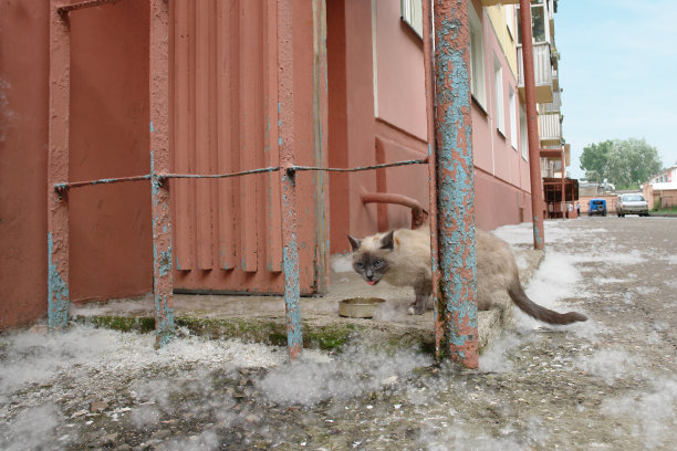 无家可归的悲伤的猫在城市街道附近的房子。流浪动物照片图片下载