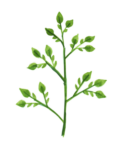 向量设计师元素集合了绿色绿叶，艺术树叶，天然叶子，草本水彩风格。装饰美观典雅的插画设计图片下载