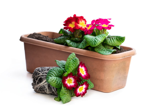 彩色报春花在黑色的盆孤立在白色。准备种植图片下载