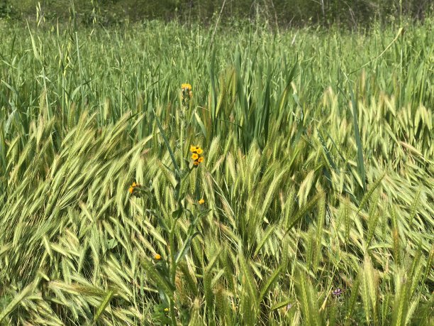 春天的加州图片下载