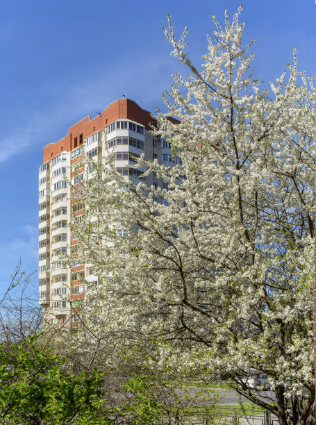 在圣彼得堡的城市街道上开花的果树。图片下载
