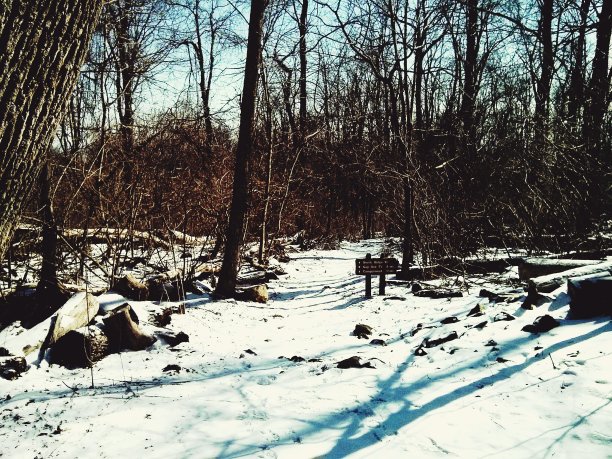 雪沿着小路进入树林图片下载