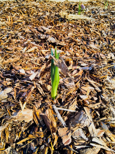 绿色开始春天图片下载