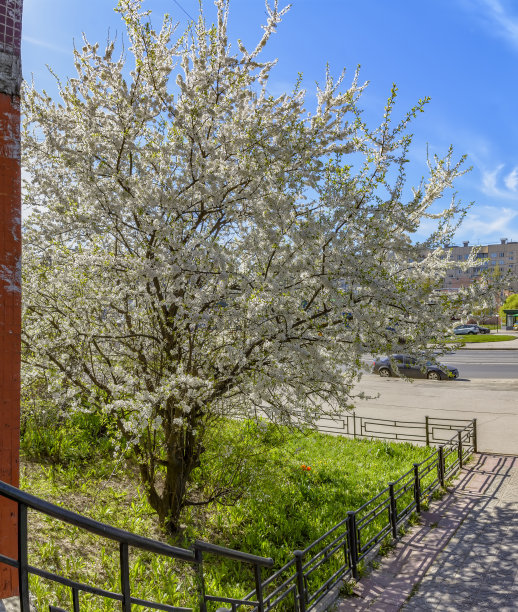 在圣彼得堡的城市街道上开花的果树。图片下载