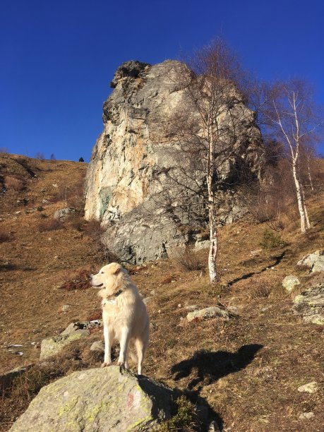马雷玛牧羊犬图片下载