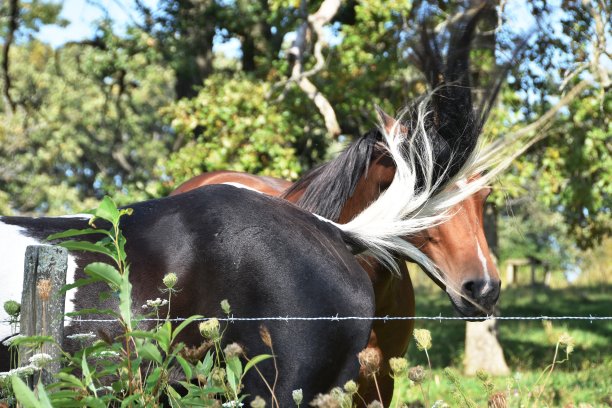 挥飞的苍蝇为朋友图片下载
