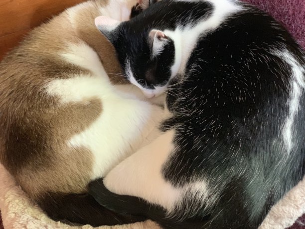 睡觉的兄弟姐妹图片下载