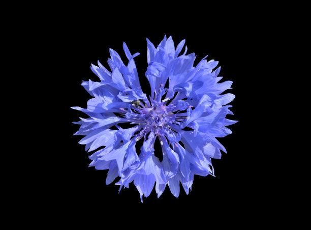 矢车菊8图片下载