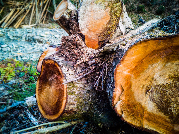 山上的树被砍倒了图片下载