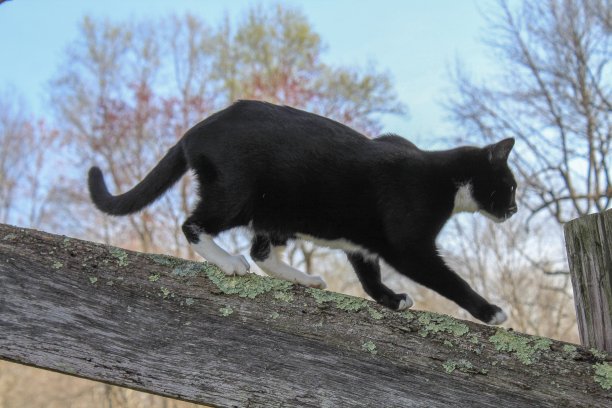 黑猫在篱笆上走图片下载
