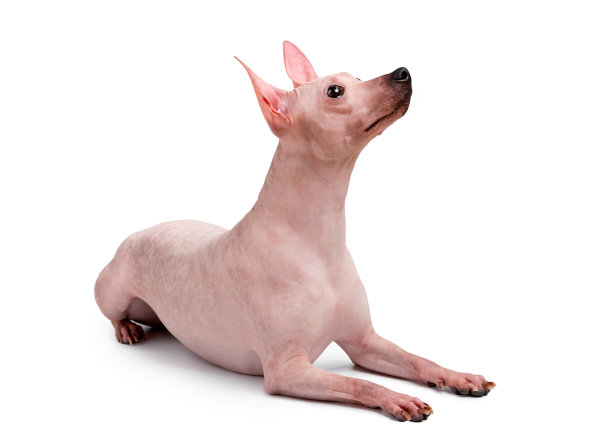 美国无毛梗近距离躺下孤立的白色背景图片下载