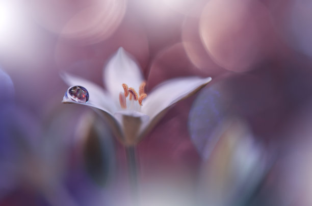 美丽的微距镜头，神奇的花朵。边境艺术设计。极近距离微距摄影。概念抽象的形象。紫罗兰和白色背景。幻想的艺术。创造性的壁纸。美丽的自然背景。春季艺术照片。自然美。图片下载