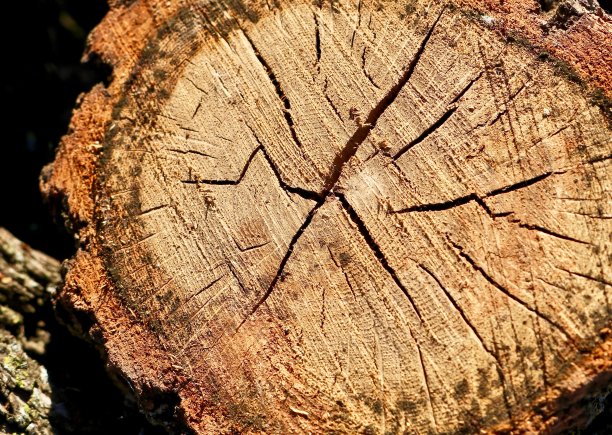 切割对数截面图片下载