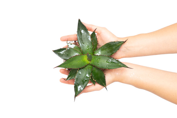 手捧龙舌兰幼苗，孤立上白图片下载