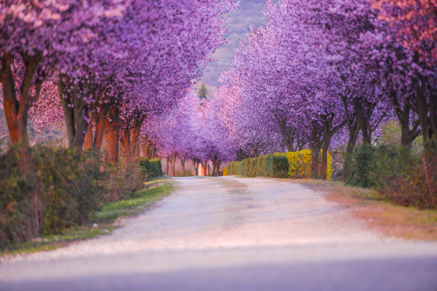 客厅里的春天图片下载