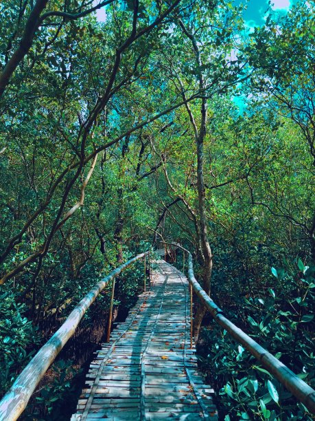 木板路图片下载