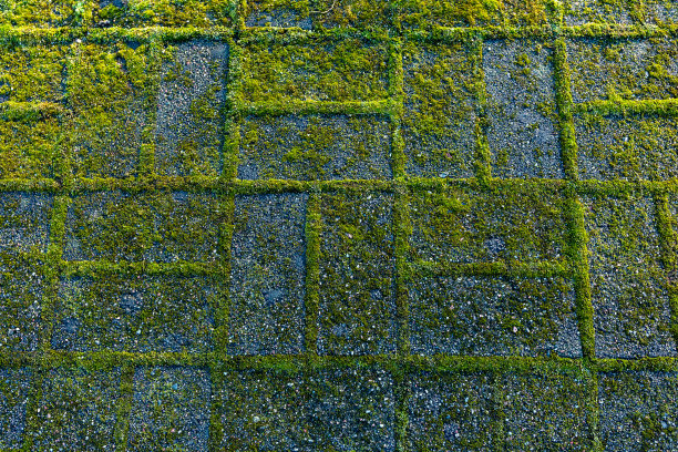 石头粗糙的纹理背景。青苔铺在石径上，近看像图片下载