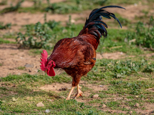 一只美丽的红公鸡在动物农场里寻找食物图片下载