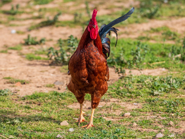 日出时分，动物农场里的红公鸡图片下载