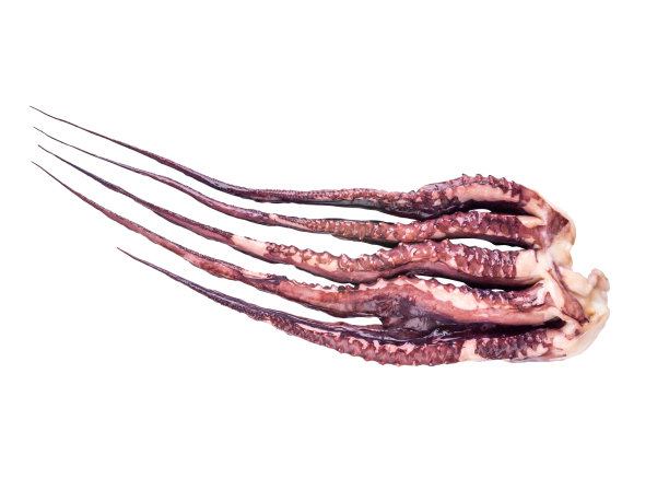 巨型飞行乌贼的手臂孤立在白色上图片下载