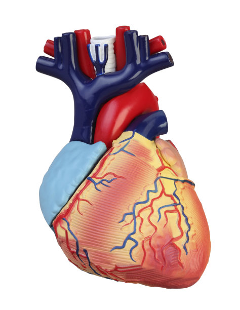 人体心脏塑料模型孤立图片下载