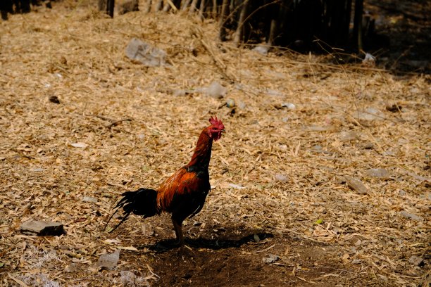 泰式鸡图片下载