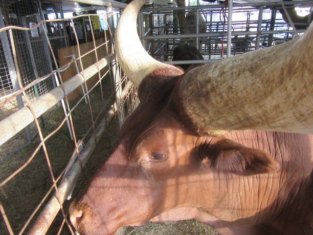 阳光下的瓦图斯图片下载