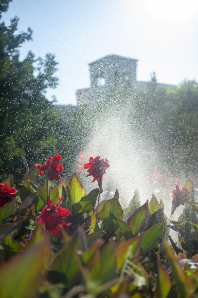 模糊的图像红色花在背光的背景上的针叶树和水飞溅。图片下载