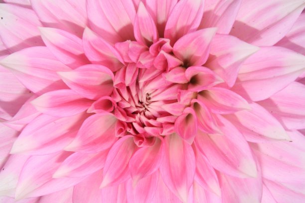 花的背景图片下载