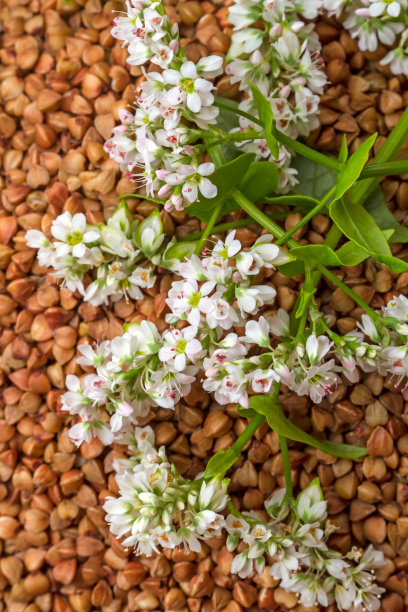 在背景上的荞麦植物的花序图片下载