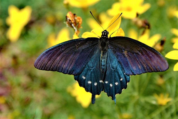 Pipevine燕尾蝶图片下载