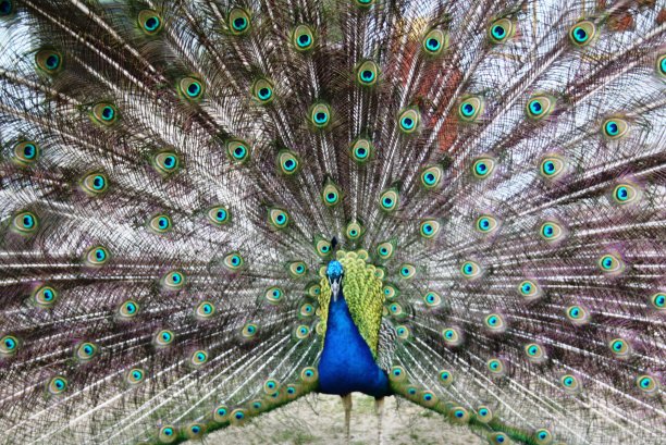 华丽的孔雀图片下载