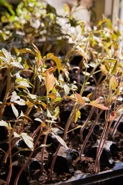 番茄盘育苗图片下载
