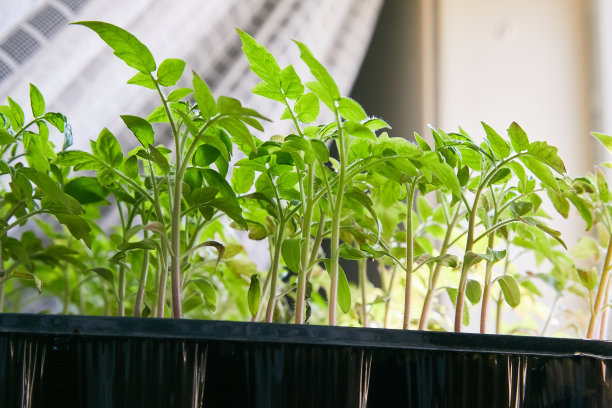 番茄盘育苗图片下载