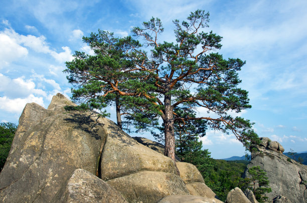 巨石上的松树图片下载