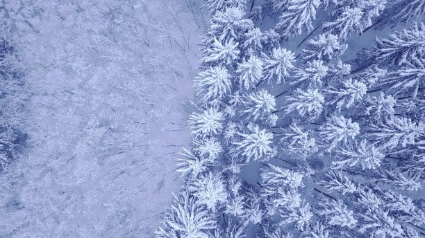 美丽的蓝色冬天年轻的松树和落叶树雪林鸟瞰图视频与top - down相机变焦4K超高清相机图片下载