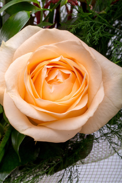 橙玫瑰图片下载