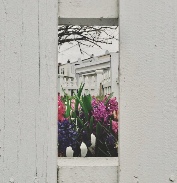 鲜花陷害图片下载