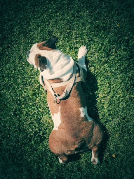 可爱的狗躺在草地上，环顾四周图片下载