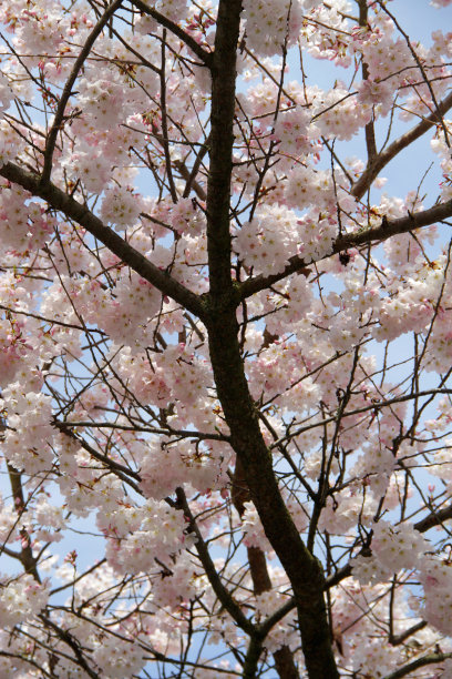 夏天的分支图片下载