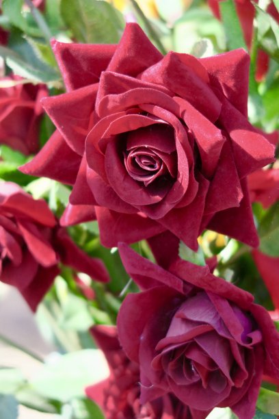 浪漫逼真的情人节人造红玫瑰，永恒的塑料和丝绸红玫瑰花瓣照片图片下载