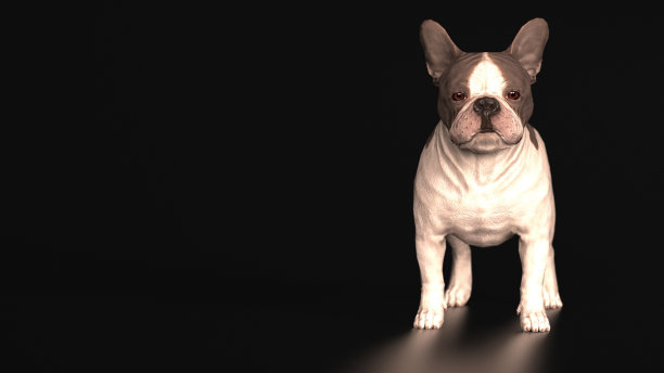 法国斗牛犬站在黑色背景前视图3d渲染图片下载