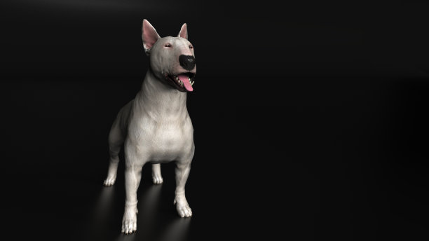 牛头犬站在黑色地板上张开嘴3d渲染图片下载