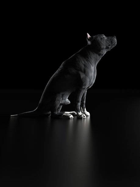 皮特布尔看和检查高于3d渲染的东西图片下载