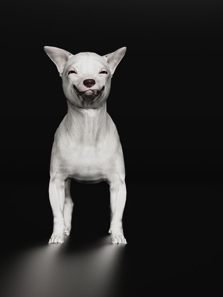 吉娃娃看起来很开心，笑着快乐的黑色地板3d渲染图片下载