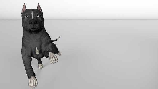 斗牛奔向相机灰色背景3d渲染图片下载