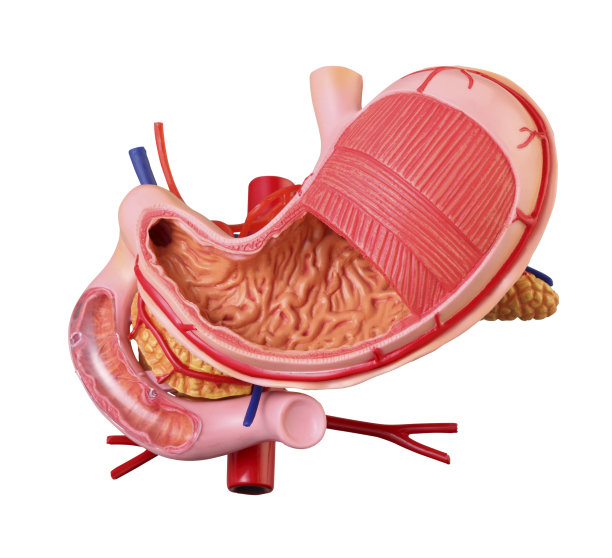 白色背景上的人体胃部模型图片下载