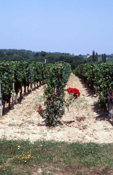 波尔多地区的葡萄和玫瑰丛图片下载